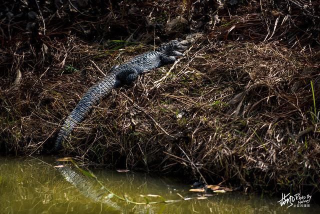 南京池杉湖，华东地区最大的水上池杉林，秋色醉美的观鸟胜地