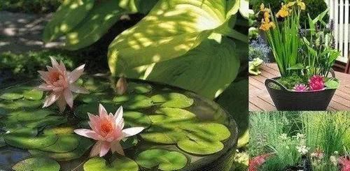『花钱』不花钱在阳台、露台上打造一个迷你池塘,好看到爆!