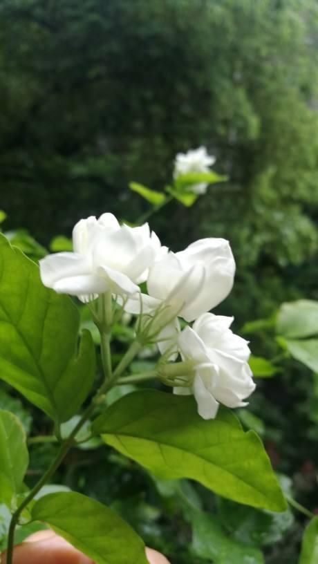  「喜欢」老中医喜欢养的“3种花”，家里养一盆，养人养身心
