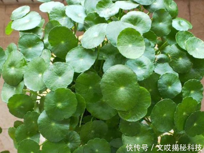 旺宅|家养“4种花”,招财、旺宅好兆头,财源滚滚来,还很好养