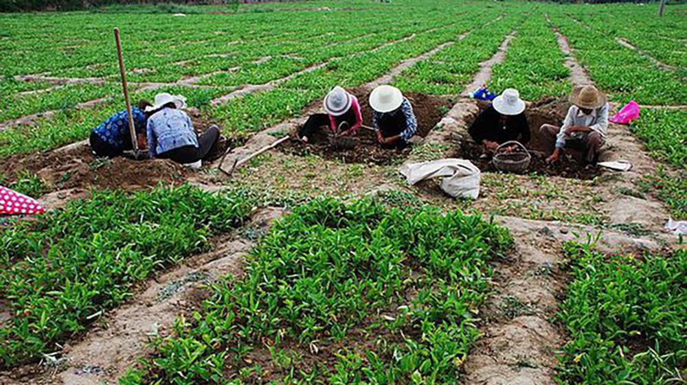  药农@曾经满山都是没人要，如今炒到百元一斤，农民：只有买种苗