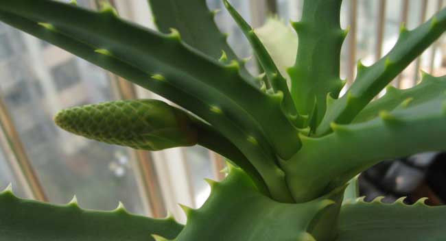  【植物】芦荟一般什么时候开花?