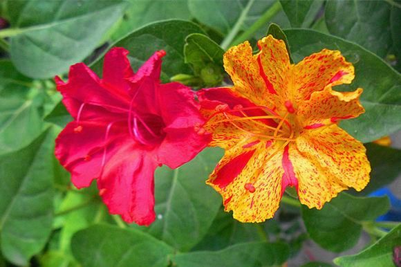  #开花的植物#养花有门道， 5个“雷区”要避开，有人经常犯，小心把花都养死