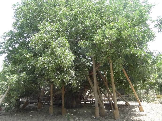 世界最厉害十棵树：四棵在华夏，价值无法估量，1棵是李世民栽种