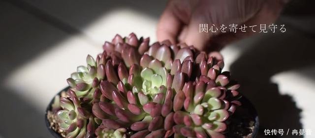 『博主』日本博主的“慢生活”走红ins余生不长，学会悦己