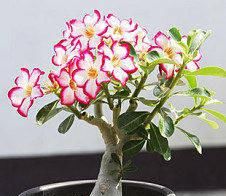  『永远』让盆栽鲜花不永远不凋谢的方法，可以用来点缀你的房间