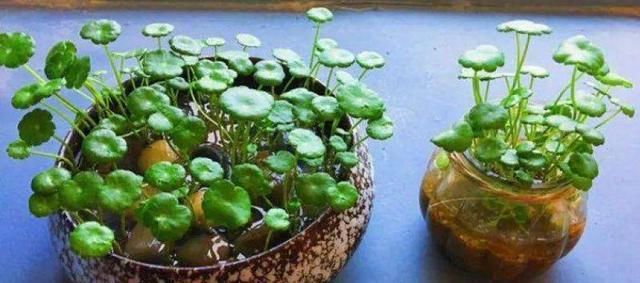  半月：铜钱草“根细叶小”？花农教你3勤诀窍，不出半月，叶片巴掌宽