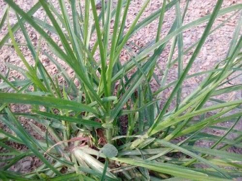  发现■农田常见野草“栓驴桩”，拔不动踩不烂，农民见到就烦却