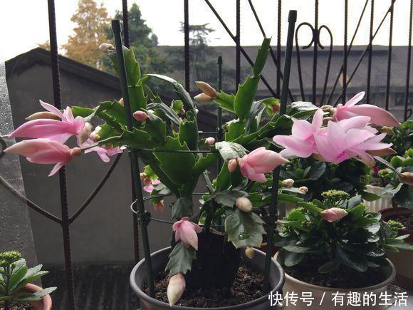 几月份嫁接蟹爪兰容易活 t01699c72e2c0c26bb8.jpg?size=580x435