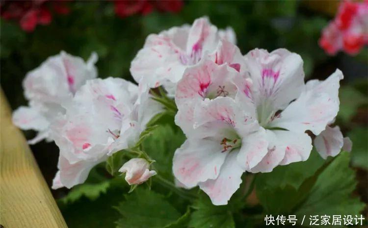  每种■110种天竺葵，每种都超美，看看你认识多少种？