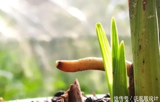  『快速』五一节前，怎样让兰花新芽快速成长，不是施肥也不用激素