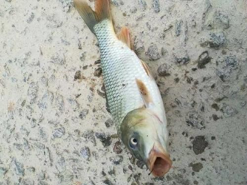 『大鲤鱼』春季鲤鱼,大师都这么找钓位,收获满满