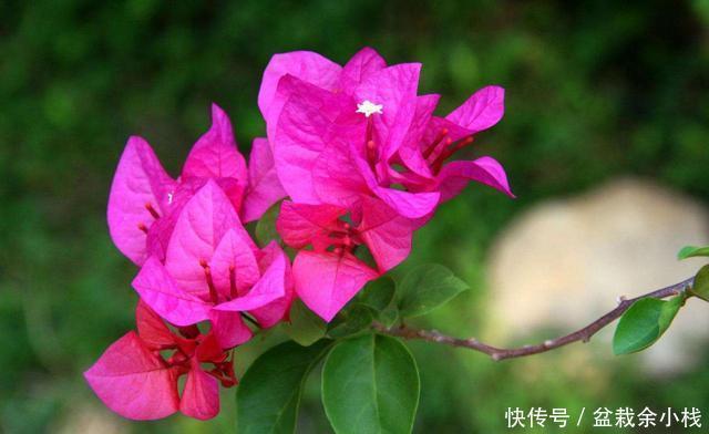 【宝莲灯】3种花适合养在院子里,颜色鲜艳花量大,养出一面花墙,漂亮极了
