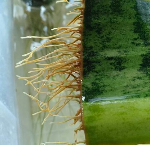 入水中■水培虎皮兰有技巧,不重视3点,水培再多也是徒劳