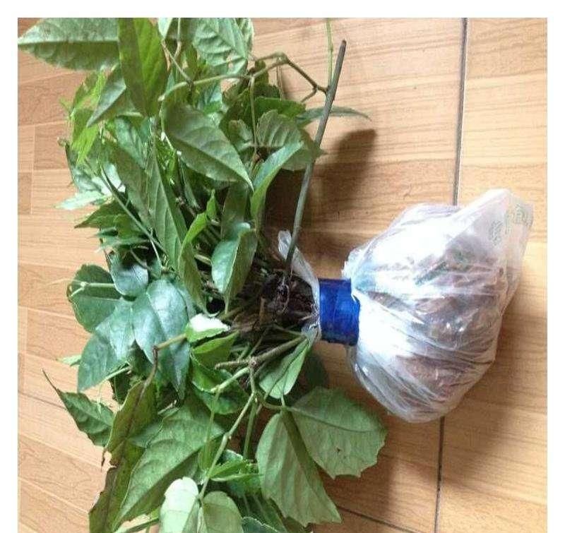  『把它』这植物长得像老鼠，乍一看吓一跳，城里出高价回收有妙用！