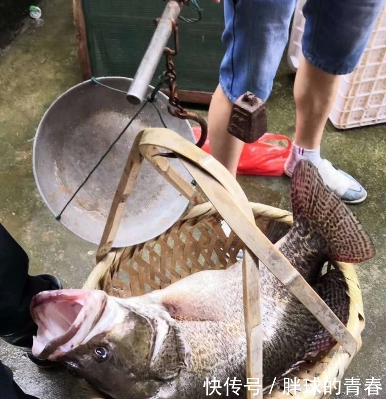  【地方】它是淡水鱼中的上等佳肴，也是钓鱼人喜欢的凶猛鱼