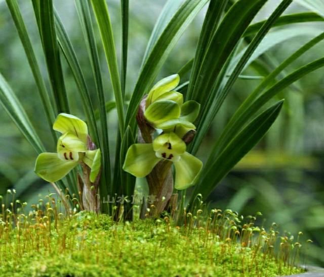  「下山」刚下山的兰花，叶片比花苞长，剪掉叶片可以催花吗？您想得倒是美