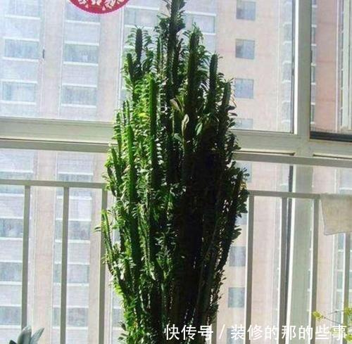 『油绿』4种花养家里,叶子油绿、吸甲醛,清新舒适又旺财