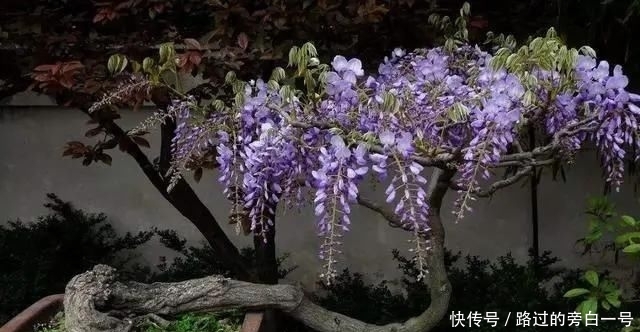 「盆景」藤旧桩盆景,浅紫色花