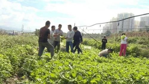  我国|韩国一斤涨到7元，我国却卖2毛一斤，网友：我国农民春天来