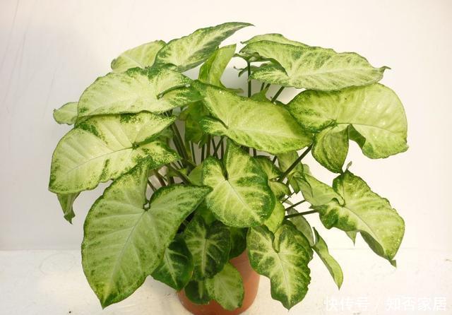 #杀菌#跟着老花农学自制杀菌水,再也不用担心被病虫害袭击啦!
