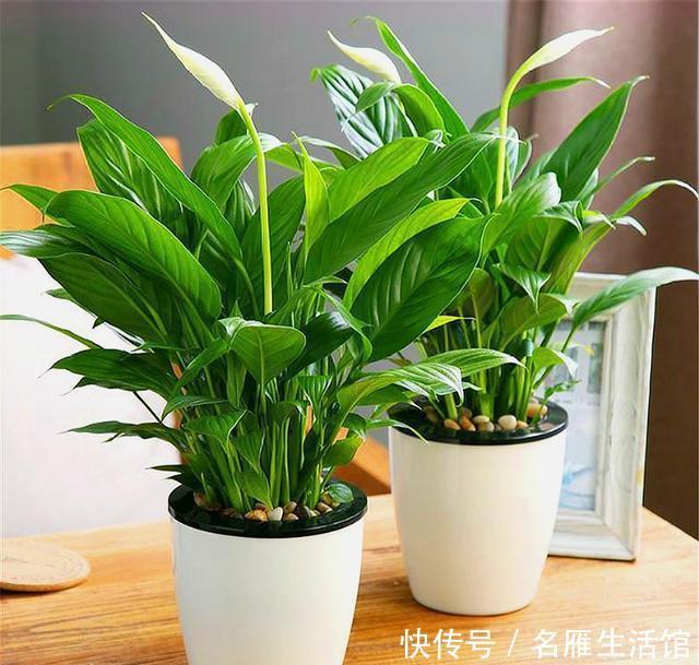 年宵|寓意最好的3种新型年宵花,花朵漂亮,简单好养,过年绽放春意浓