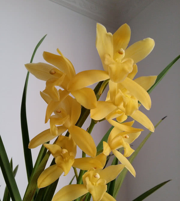  #适合#适合新手养的兰花，培育容易好“养活”，花大香浓花季长！