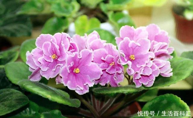  『韵味』3种花漂亮又好养，开花艳丽不操心，寓意美好人人爱，韵味十足