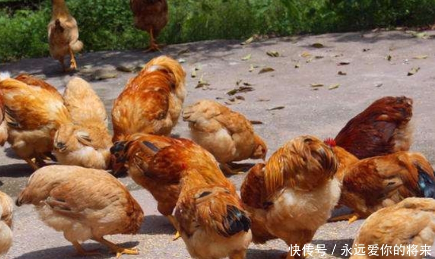  【喜欢】在农村，老一辈的农民总是喜欢养几只鸡，你知道是为什