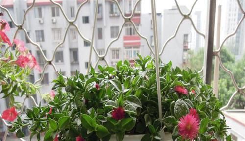 『栽养护』这种吊兰漂亮又好养,一年开花200天,还能当菜吃,清脆又爽口