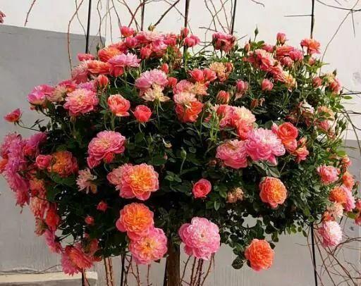  捉迷藏|阳台养一盆这个花，超好养，花量大，开完又开，四季花苞爆满