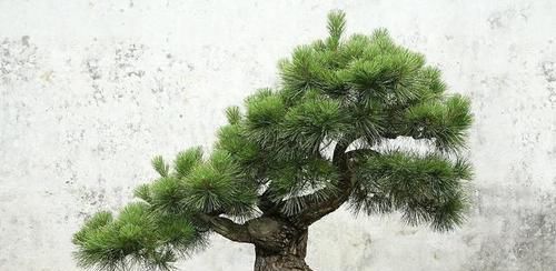 盆景:想在农村养几盆五针松盆景,需要注意些什么事项?就是要花心思