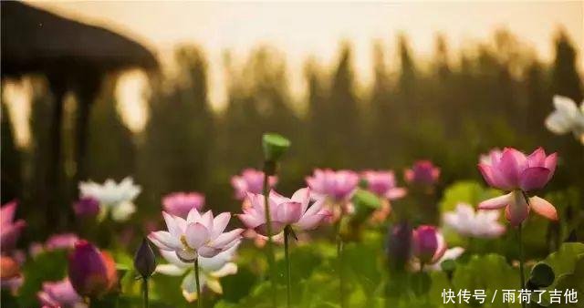 陕西这处千亩荷塘已盛开成海，碧叶连天，人少景美只等你来！