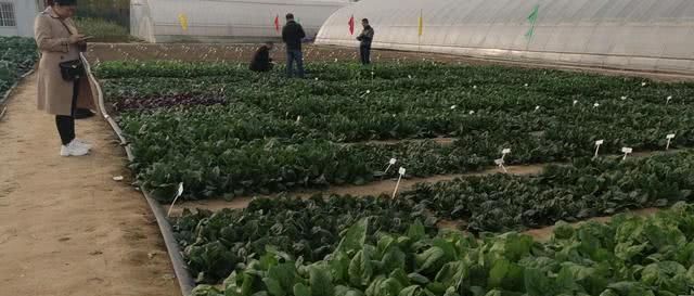  [种菜]这些人每年花费50万种菜，却不收不卖全烂地里，图什么呢