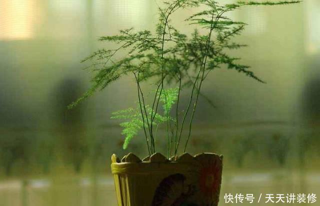  『健康是大有好处』家里养文竹好处多多，很多人不知道