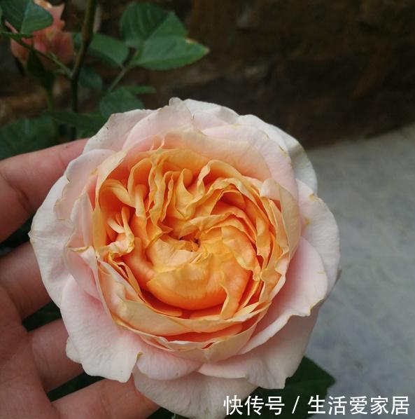  [顽强]月季幸运柯德娜，温柔而柔软的外表，却有着坚硬而顽强的品质！