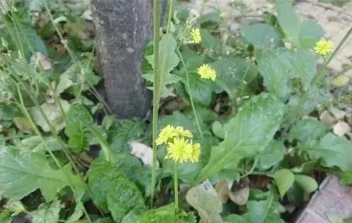 农村地里生长的一种野草，非常像菊花，但是却不知道它很值钱