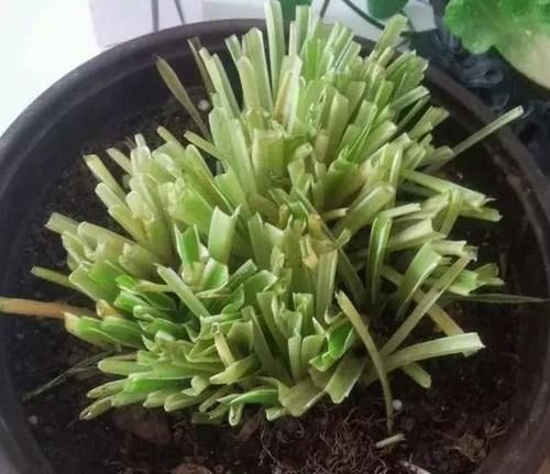 充足的地方:给这“5种”花“剪个发”,越剪越旺,比施肥还“有效”