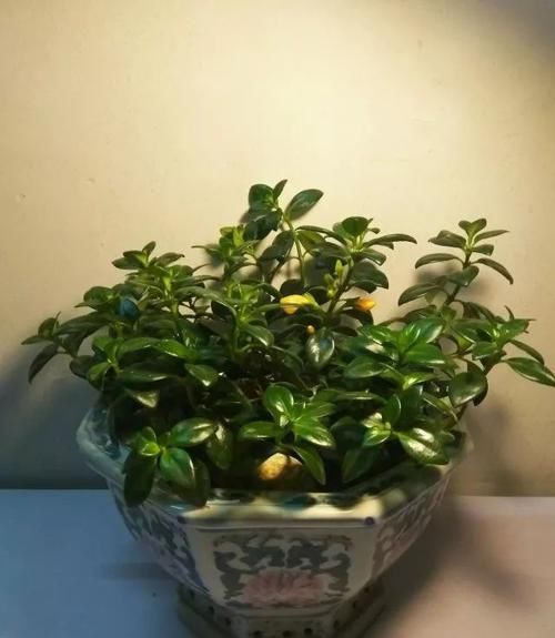  「亮泽」花朵像金鱼一般的吊盆植物，注意定期喷水，叶子长得特有亮泽