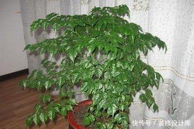  [好运]在家中养护3种花卉，长势茂盛，花语吉祥美好富贵，好运连连