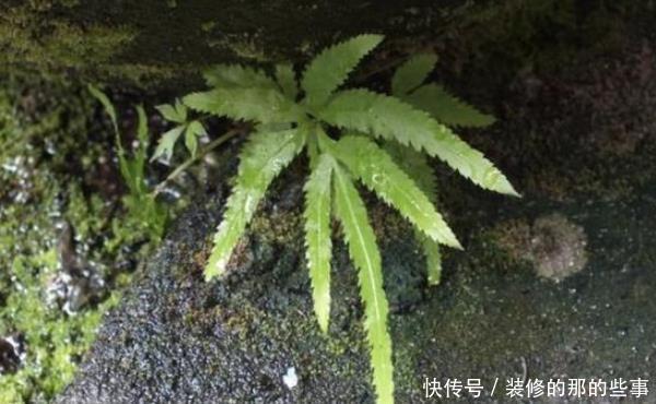 「种植物」在井边生长的这类草,如今真的很少见,居然有珍贵的价值