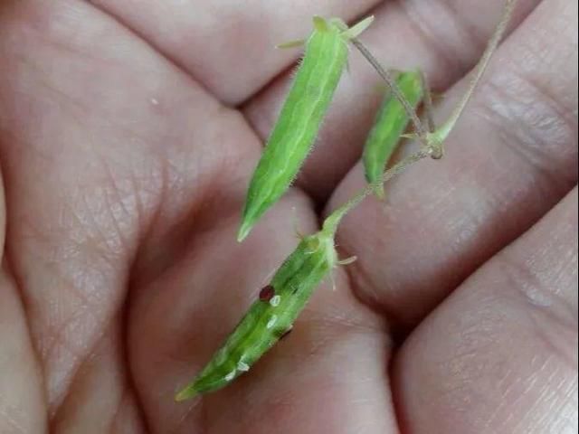  [黄花酢浆草]花盆里长出蘑菇，马上拔干净，否则就是大祸害！