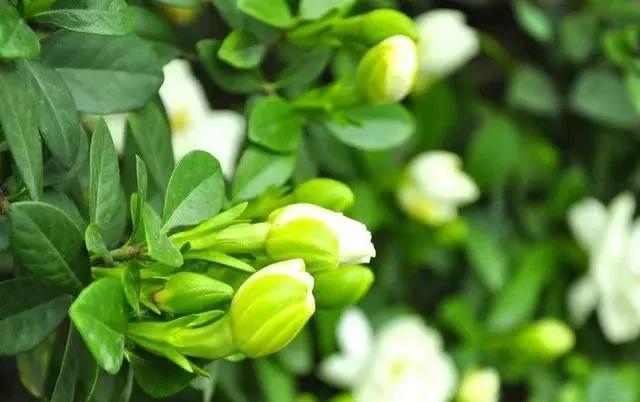 水里|这4种花,剪个枝插水里,10天就生根,当下季节最佳