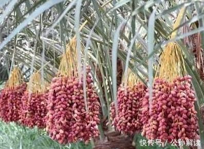 「引得」盆栽“枣树”十多年,今年终于结果子了,引得邻居全来凑热闹