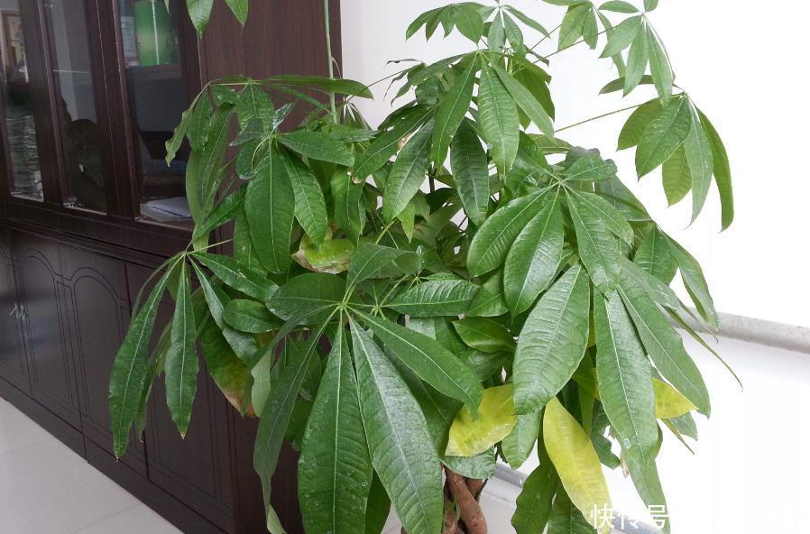 花钱买:三种花价值很高,别再花钱买了,只需要一片叶子,不出四月就生根