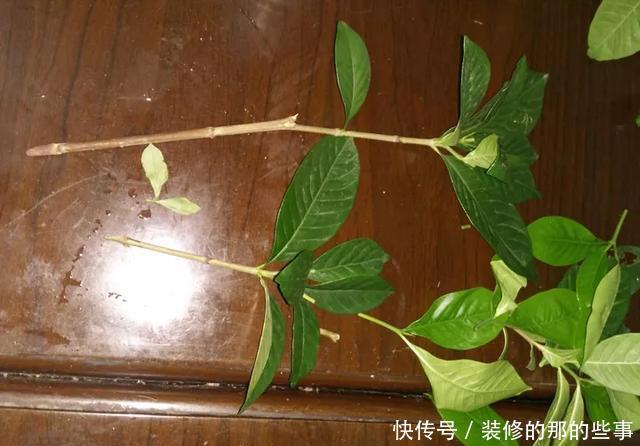  『执着的花盲』养花技巧：这5种花现在扦插，下个月就开花，千万别错过时机！