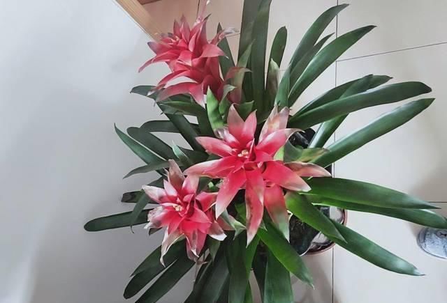  『适合』这花光听名字就很吉利，绿叶红花可喜庆了，适合养在家里！