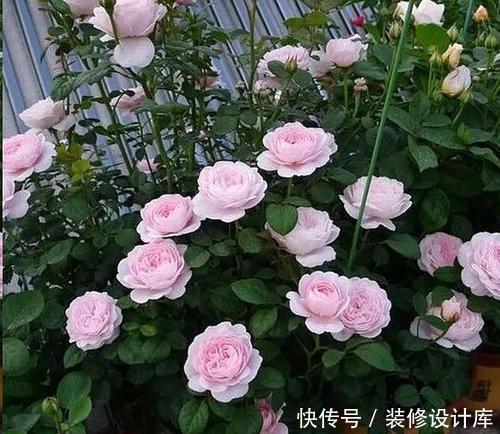 三角梅|3种不怕晒不怕热的花,勤花又皮实,好养花期长,是盆栽佳品!