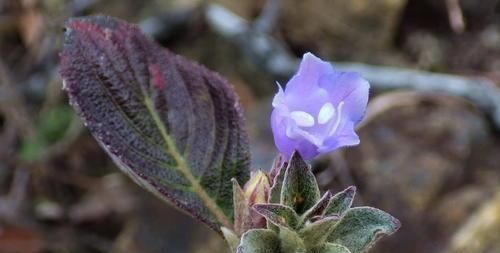  带回家：它是清肺止咳“特效药”，农村很常见，见了记得带回家！