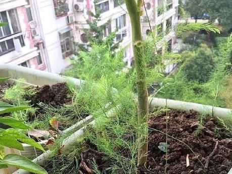  「此物」此物寿命可达20年，阳台栽种上一盆，年年都能吃上新鲜的芦笋